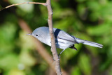 Blue-gray Gnatcatcher