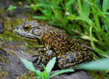 Green Frog