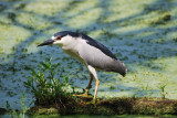 Black-crowned Night-Heron