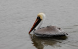 Brown Pelican