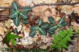 Rattlesnake Plantain Orchid