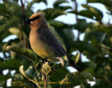 Cedar Waxwing on top of the Apple Tree