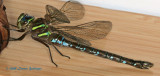 Cyrano Darner