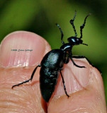 Male Oil Beetle (Meloe)