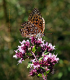 Fritillary