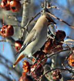 Bohemian Waxwing