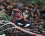Male White-winged Crossbill
