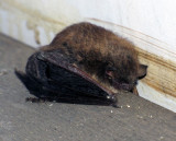 This little bat came climbing up the edge of the deck!