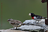 Pair of Rose Breasted Grosbeaks