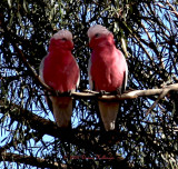 Two Galahs At Pat and Rays Farm