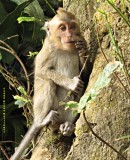 Long-tailed macaque (Macaca fascicularis)