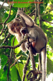 Long Tailed Macaque