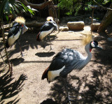 Gray Crowned Crane (Balearica regulorum)