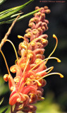 Bankssia Flower