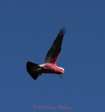 Galah Parrot Flying