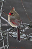 Female Cardinal Next Door