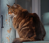 Ears like a Lynx II