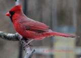 Cardinal this afternoon