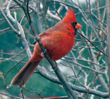 Male Cardinal Hanging On In The Wind