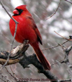 Blowy Snow and a Male Cardinal