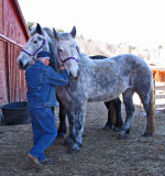 Earl and the New  Percherons