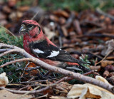 Male Crossbill at Mount Auburn