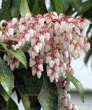 Andromeda, pieris japonica