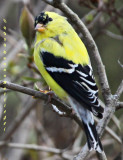 Not Quite a Male Goldfinch
