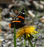 Red Admiral Butterfly