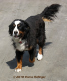 Mike's Dog (Bernise Mountain Dog)