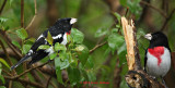 Two Rose Breasted Grosbeaks Chirping