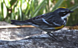 Myrtle  Warbler