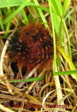 Black and brown Tusseted Caterpillar