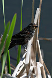 Female Red Winged Blackbird Has an Epaulette Too!