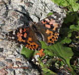 Vanessa cardui