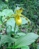 Yellow Ladyslipper