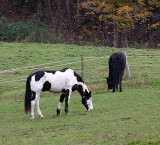 Black and White Painted Horse