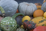 Cucurbit Colors