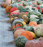 Gourds and Pumpkins