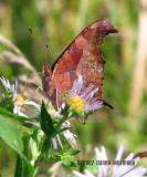Questionmark Butterfly