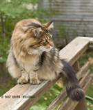 Neighbor Maine Coon