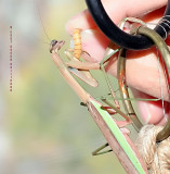 Feeding Missy Mantis