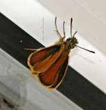 Least Skipper Butterfly