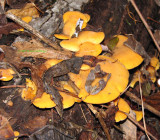 Quite yellow mushrooms