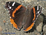 Red Admiral