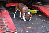 Milo checking out the car lift