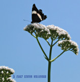 Red Valerian with Redspotted Intergrade