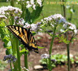 Tiger Swallowtail