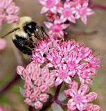 Beefly on Sedum flowers