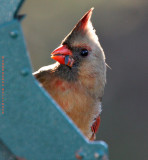 Female Cardinal Profile